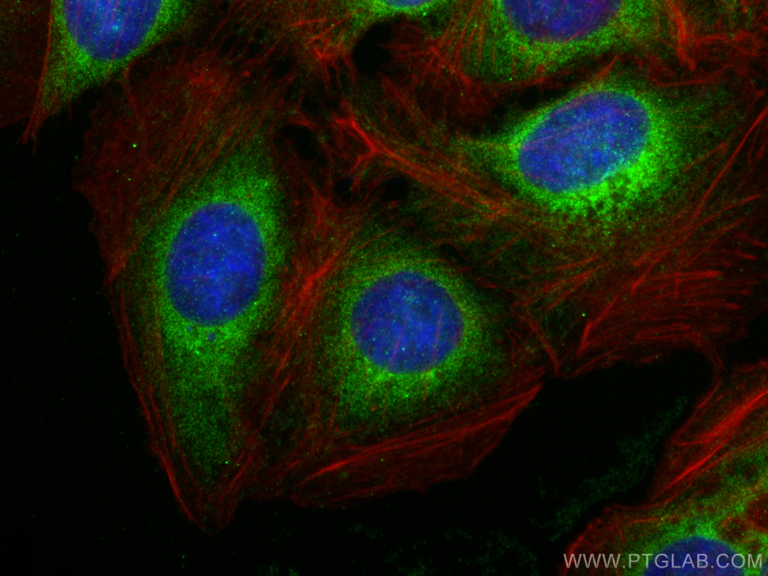 IF Staining of U2OS using 17074-1-AP