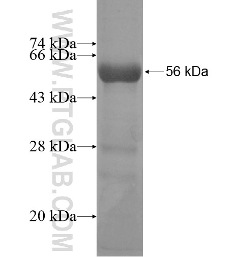 KCNA10 fusion protein Ag12434 SDS-PAGE