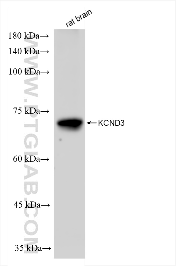 WB analysis of rat brain using 83640-5-RR