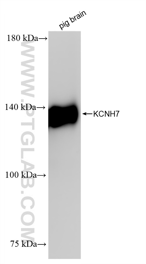 WB analysis of pig brain using 83674-1-RR (same clone as 83674-1-PBS)