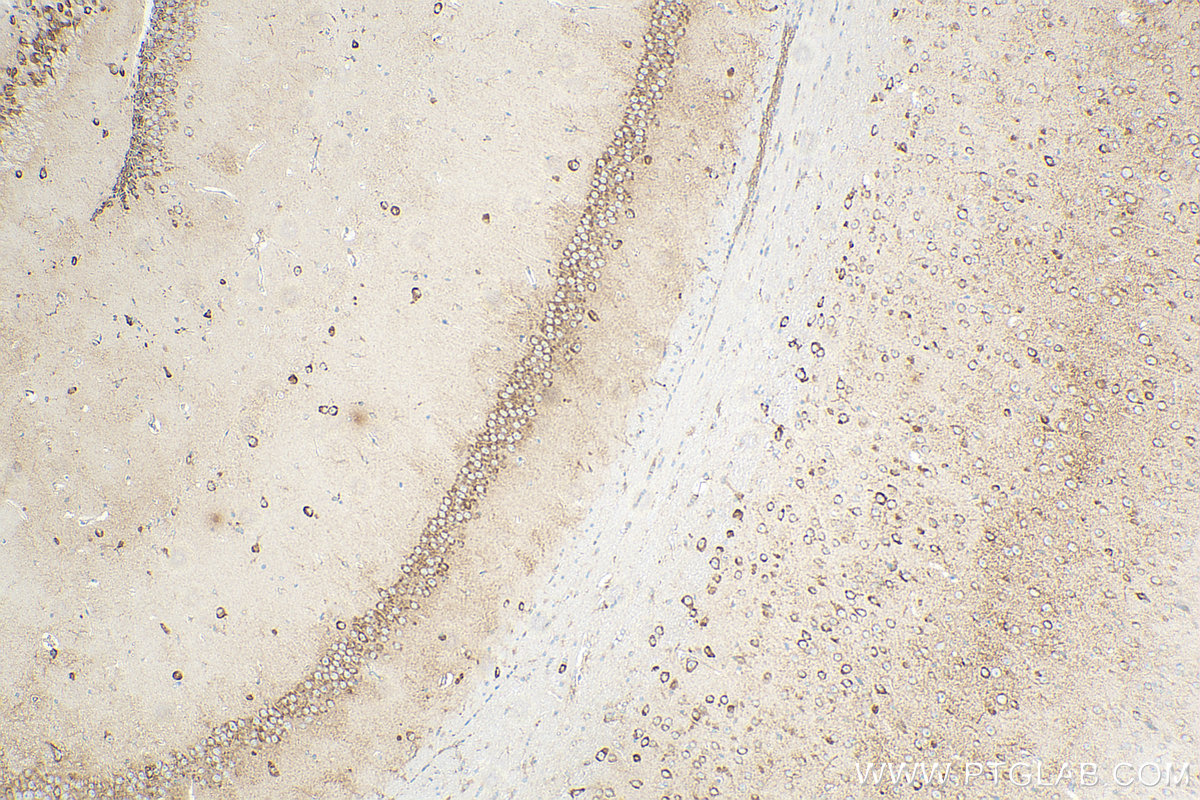 IHC staining of mouse brain using 83257-5-RR