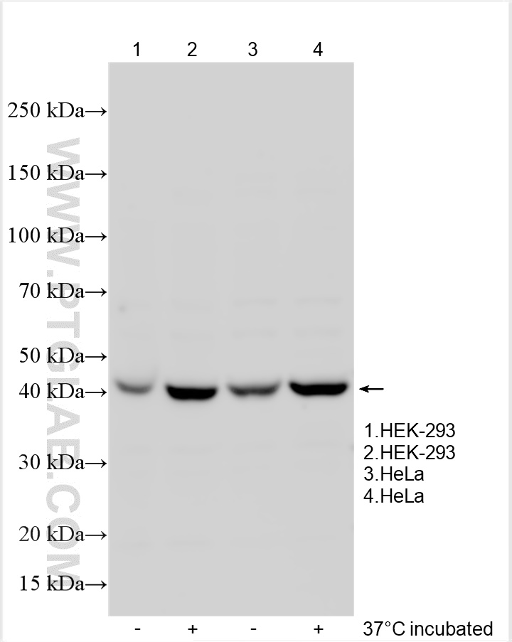 WB analysis using 12696-1-AP