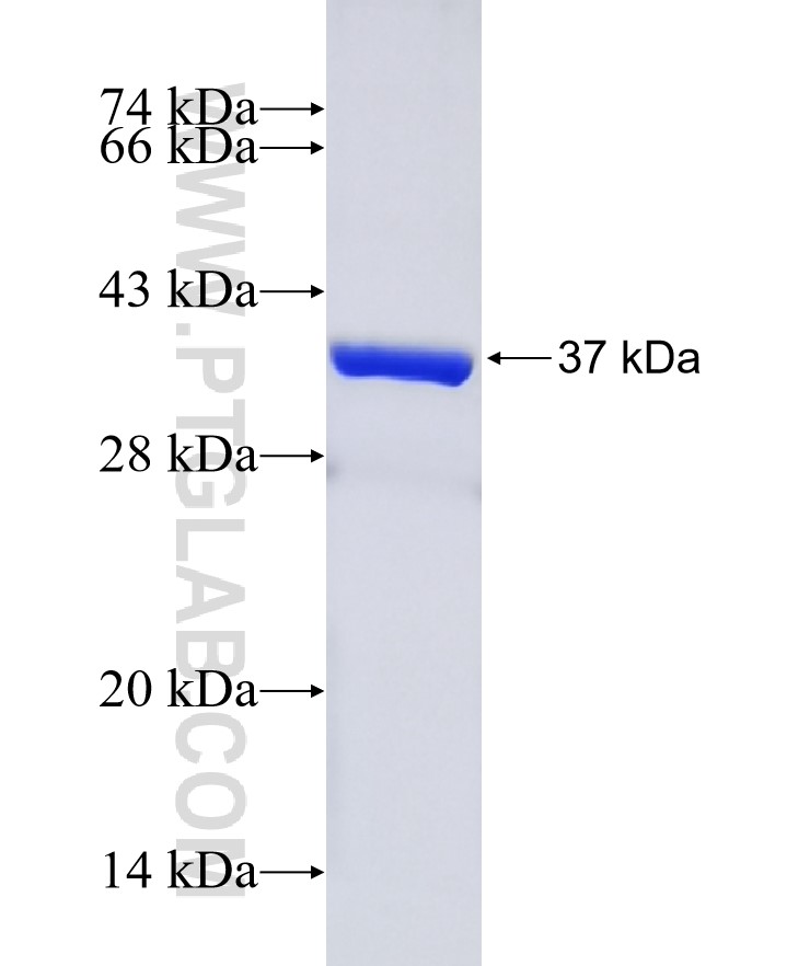 KCNJ6 fusion protein Ag16344 SDS-PAGE