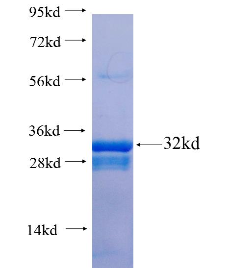 KCNK13 fusion protein Ag25253 SDS-PAGE