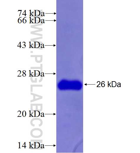 KCNK4 fusion protein Ag26972 SDS-PAGE