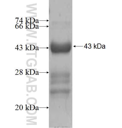 KCNMB4 fusion protein Ag5618 SDS-PAGE