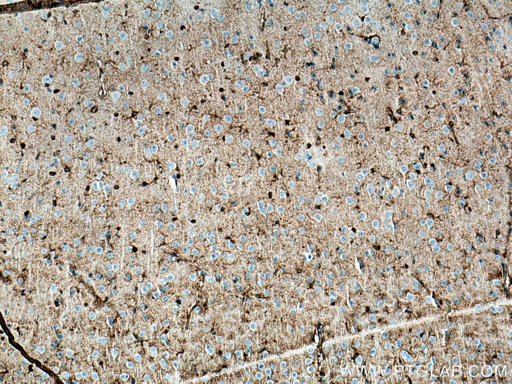 IHC staining of mouse brain using 66774-1-Ig (same clone as 66774-1-PBS)