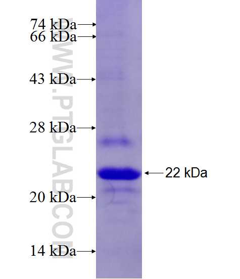 KCNQ5 fusion protein Ag27668 SDS-PAGE