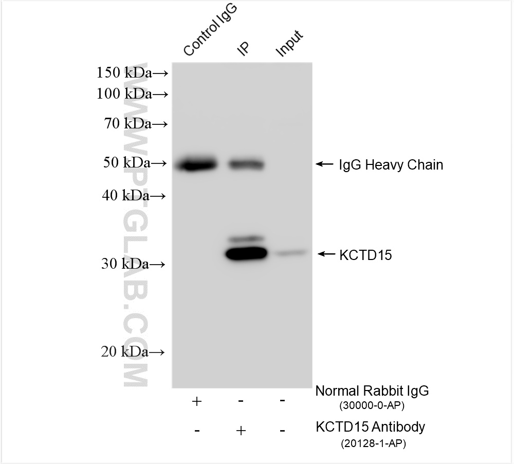 IP experiment of C6 using 20128-1-AP