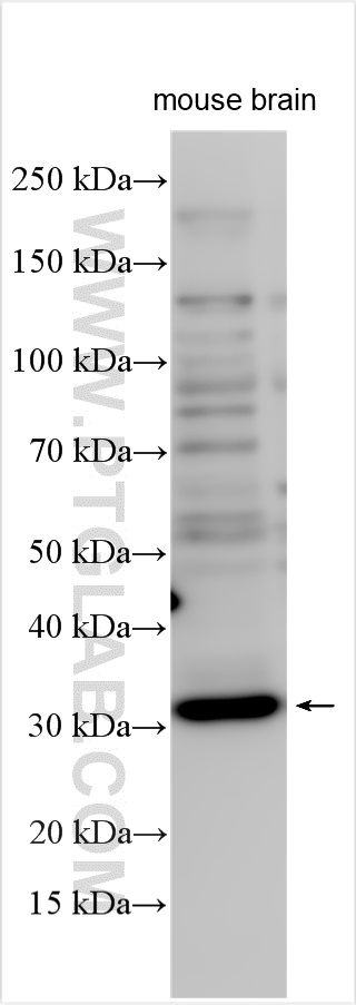 WB analysis using 20128-1-AP