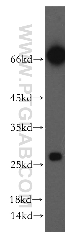 WB analysis of HEK-293 using 20128-1-AP