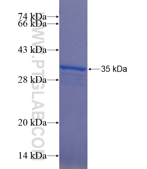 KCTD16 fusion protein Ag22100 SDS-PAGE