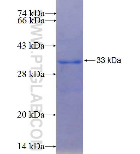 KCTD3 fusion protein Ag23743 SDS-PAGE