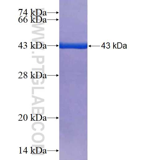 KCTD6 fusion protein Ag25617 SDS-PAGE