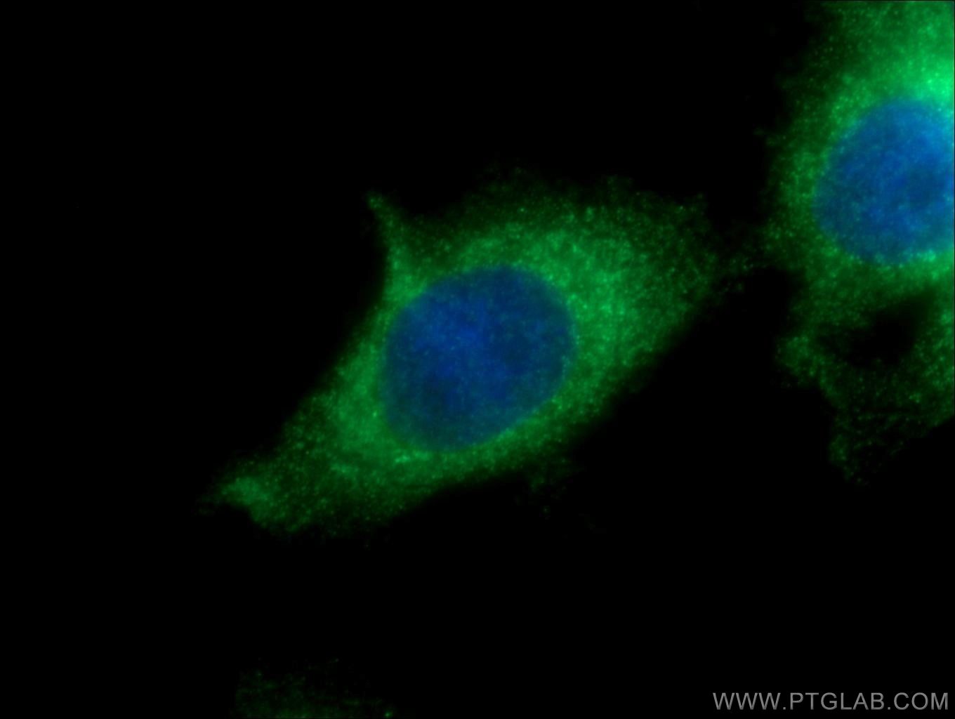 IF Staining of HepG2 using 23345-1-AP