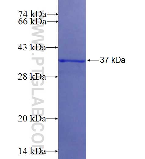 KDELR1 fusion protein Ag26298 SDS-PAGE