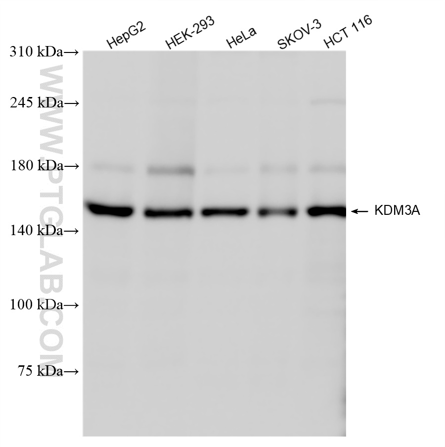 WB analysis using 83571-2-RR (same clone as 83571-2-PBS)