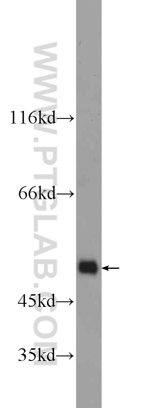 WB analysis of NIH/3T3 using 24943-1-AP