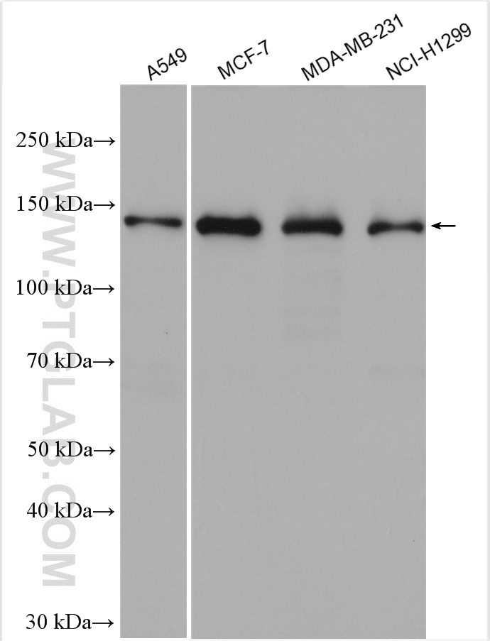 WB analysis using 29977-1-AP