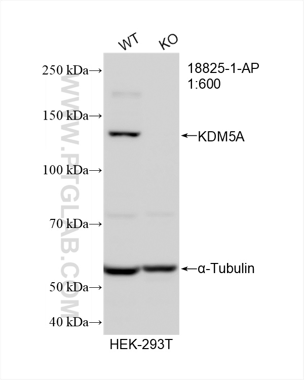 WB analysis of HEK-293T using 18825-1-AP