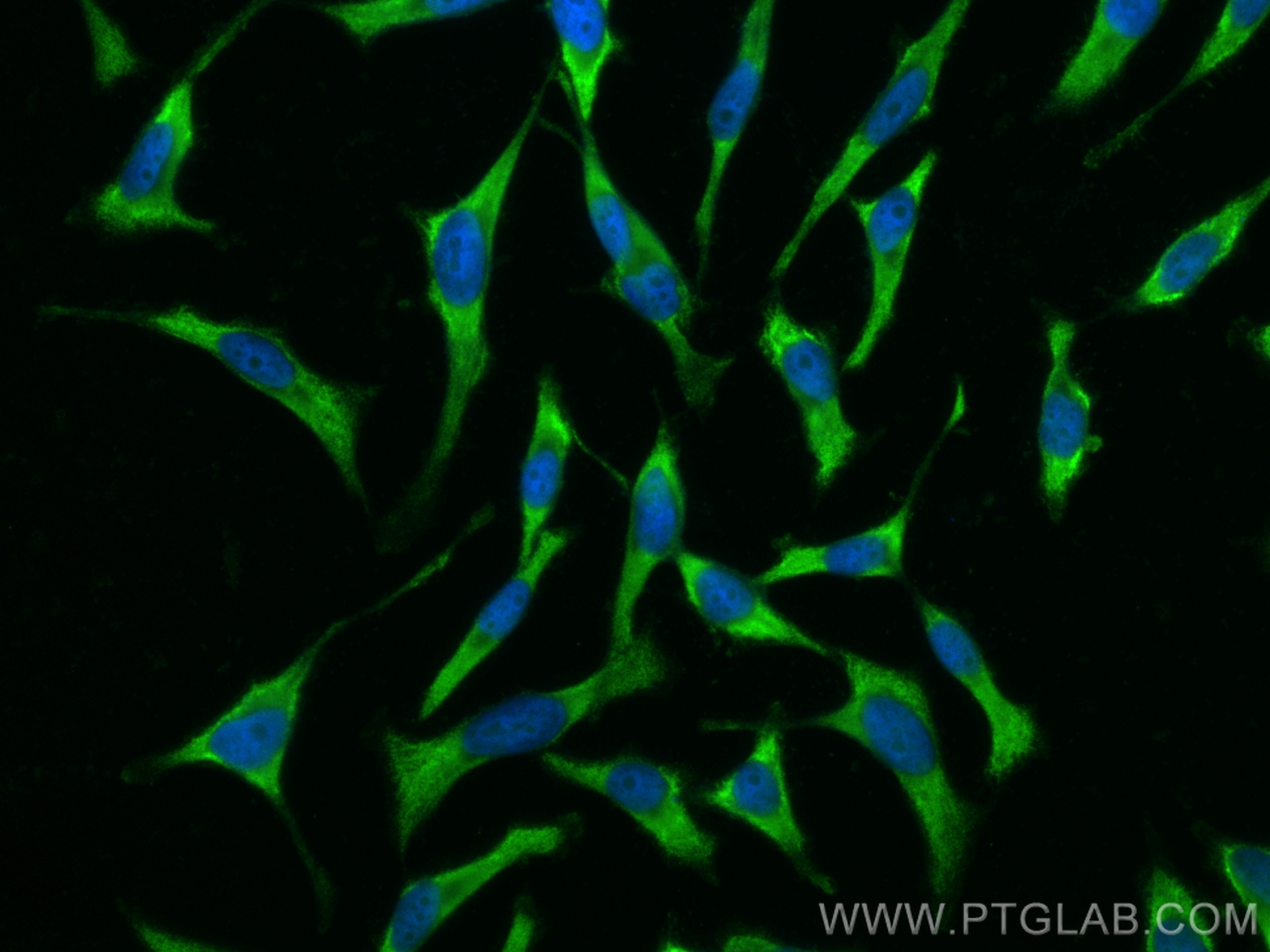 IF Staining of HeLa using CL488-60027