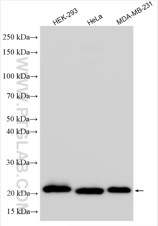 WB analysis using 24933-1-AP