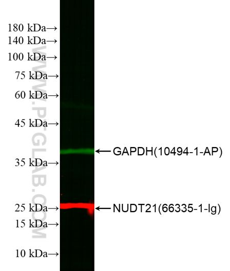 WB of HEK-293 cell lysates: HEK-293 cell lysates were detected with anti-GAPDH (10494-1-AP) labeled with FlexAble CoraLite® 488 Kit (KFA001, green) and anti-NUDT21 (66335-1-Ig) labeled with FlexAble CoraLite® Plus 750 Kit (KFA024, red).