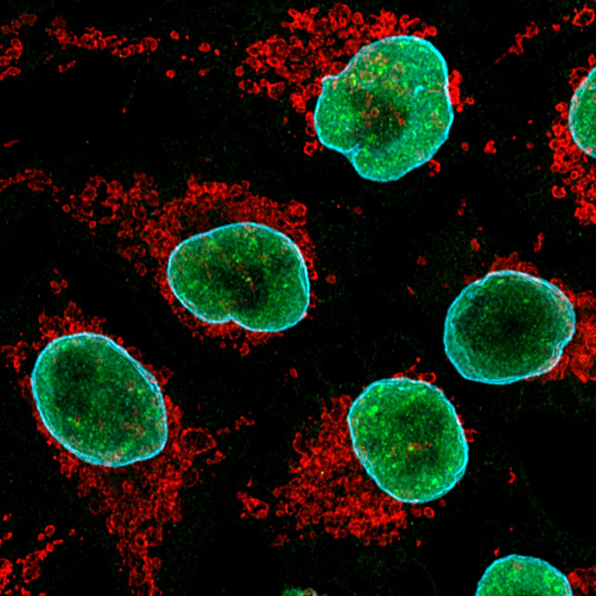 Immunofluorescence of HeLa: PFA-fixed HeLa cells were stained with anti-TDP-43 (10782-2-AP) labeled with FlexAble CoraLite® 488 Kit (KFA001, green), anti-Tom20 (11802-1-AP) labeled with FlexAble CoraLite® Plus 555 Kit (KFA002, red) and anti-Lamin B1 (12987-1-AP) labeled with FlexAble CoraLite® Plus 647 Kit (KFA003, cyan).​ Confocal images were acquired with a 100x oil objective and post-processed. Images were recorded at the Core Facility Bioimaging at the Biomedical Center, LMU Munich.