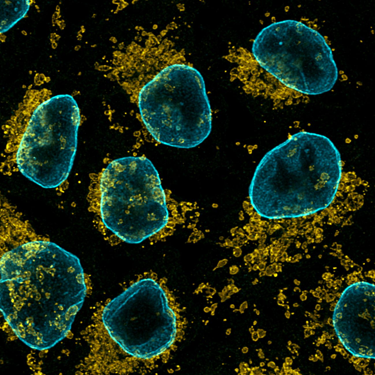 Immunofluorescence of HeLa: PFA-fixed HeLa cells were stained with anti-TOM20 (11802-1-AP) labeled with FlexAble CoraLite® Plus 555 Kit (KFA002, yellow) and anti-Lamin B1 (12987-1-AP) labeled with FlexAble CoraLite® Plus 647 Kit (KFA003, cyan).​ Confocal images were acquired with a 100x oil objective and post-processed. Images were recorded at the Core Facility Bioimaging at the Biomedical Center, LMU Munich.
