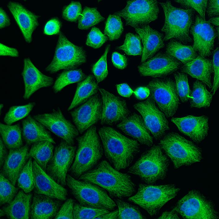 Immunofluorescence of HeLa: PFA-fixed HeLa cells were stained with anti-Tubulin alpha labeled with FlexAble CoraLite® 488 Kit (KFA021, green) and DAPI (blue).​ Epifluorescence images were acquired with a 20x objective and post-processed.