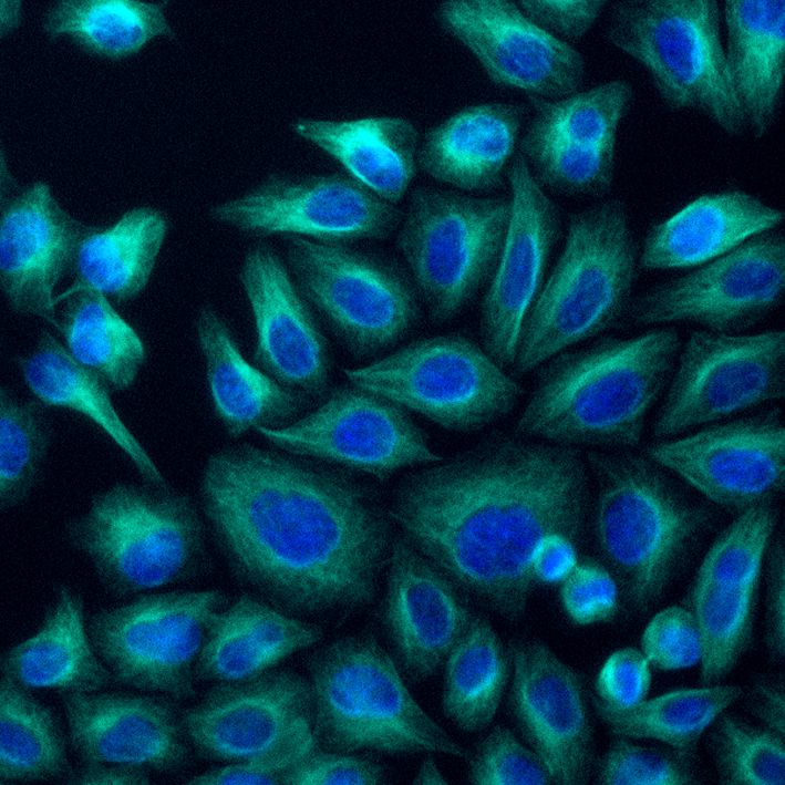 Immunofluorescence of HeLa: PFA-fixed HeLa cells were stained with anti-Tubulin alpha labeled with FlexAble CoraLite® Plus 750 Kit (KFA024, cyan) and DAPI (blue).​ Epifluorescence images were acquired with a 20x objective and post-processed.