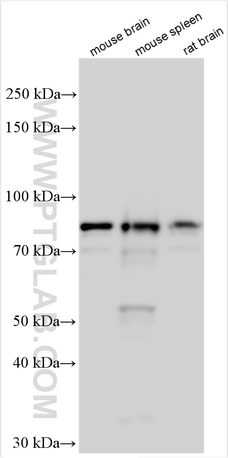 WB analysis using 31044-1-AP