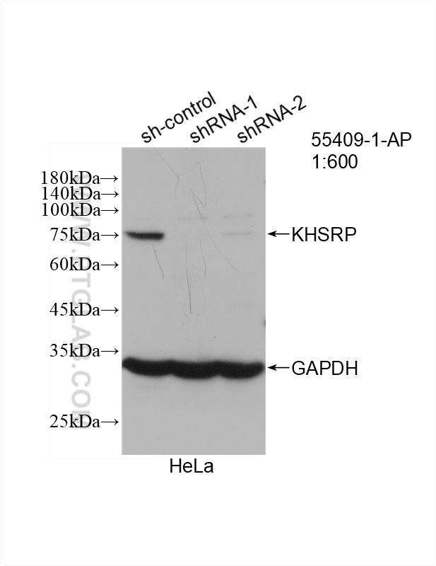 WB analysis of HeLa using 55409-1-AP (same clone as 55409-1-PBS)