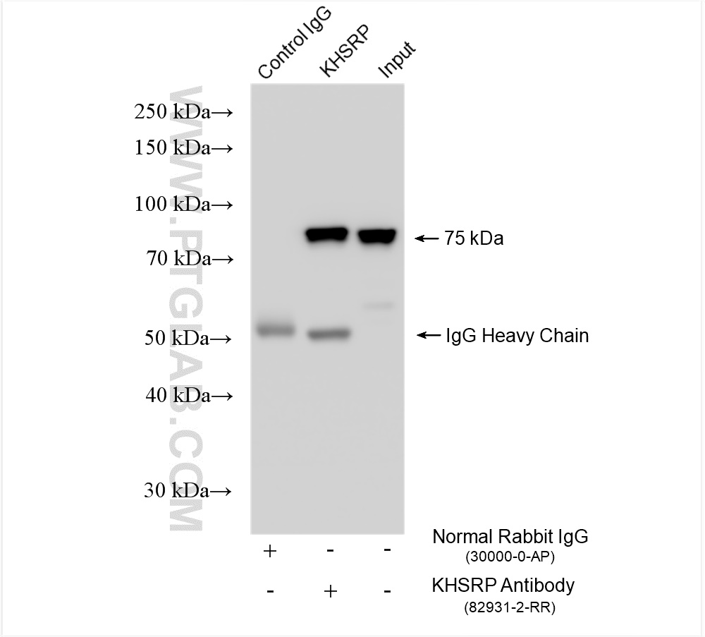 IP experiment of HeLa using 82931-2-RR (same clone as 82931-2-PBS)