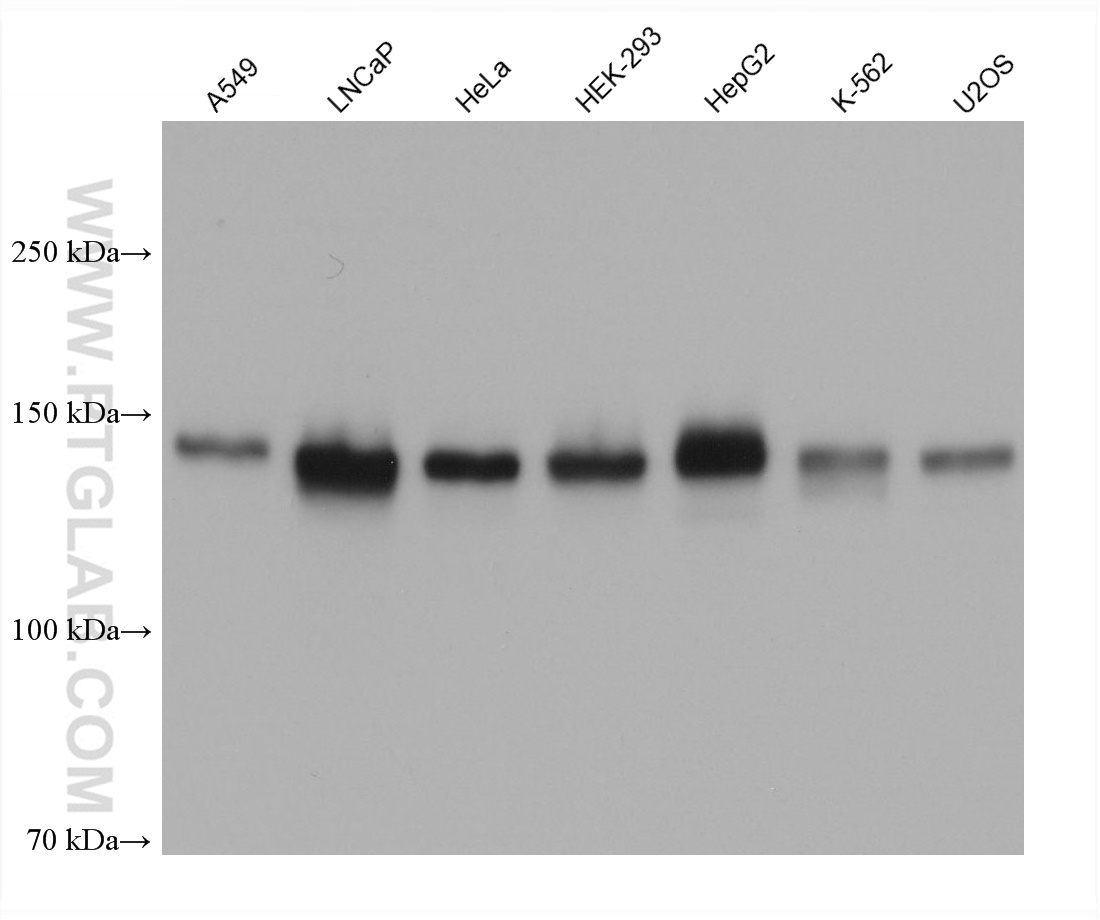 WB analysis using 68717-1-Ig (same clone as 68717-1-PBS)