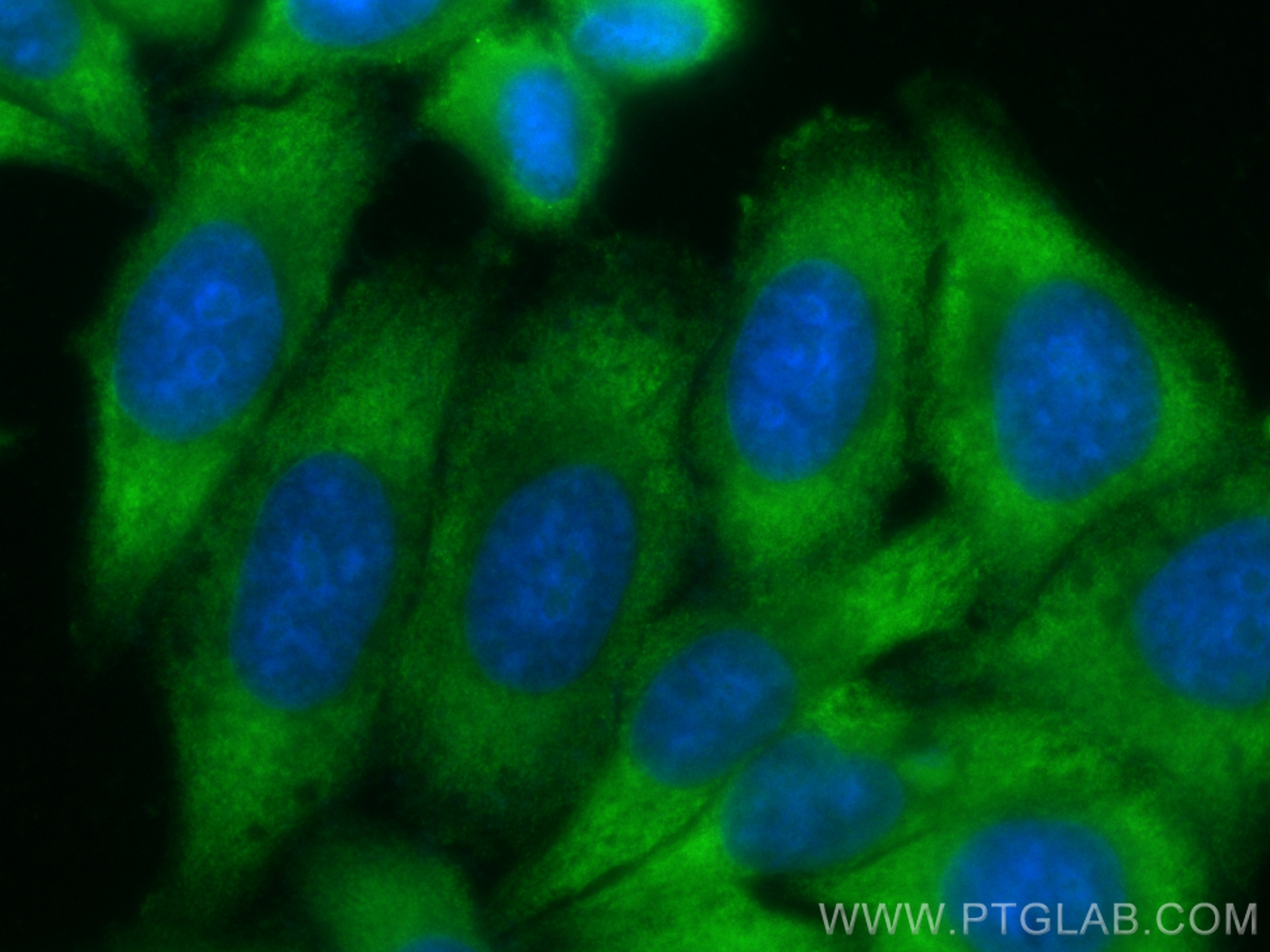 IF Staining of HepG2 using CL488-21129