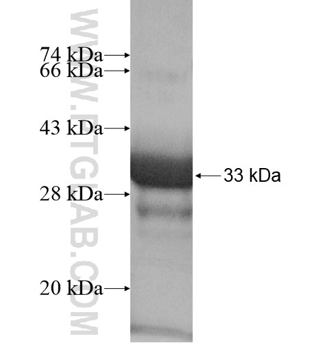 KIAA1602 fusion protein Ag16050 SDS-PAGE