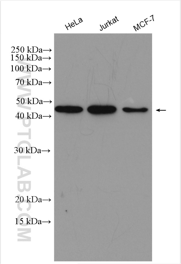 WB analysis using 24457-1-AP