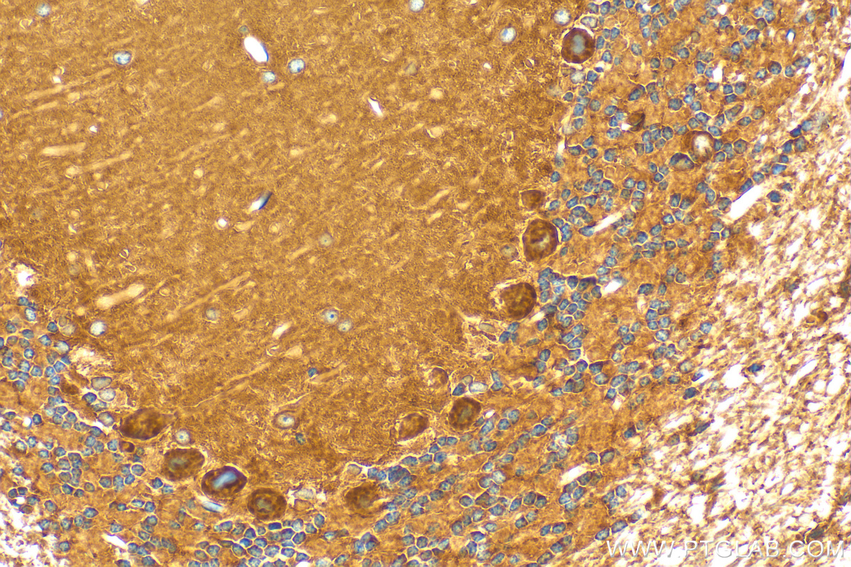 IHC staining of mouse cerebellum using 31308-1-AP (same clone as 31308-1-PBS)