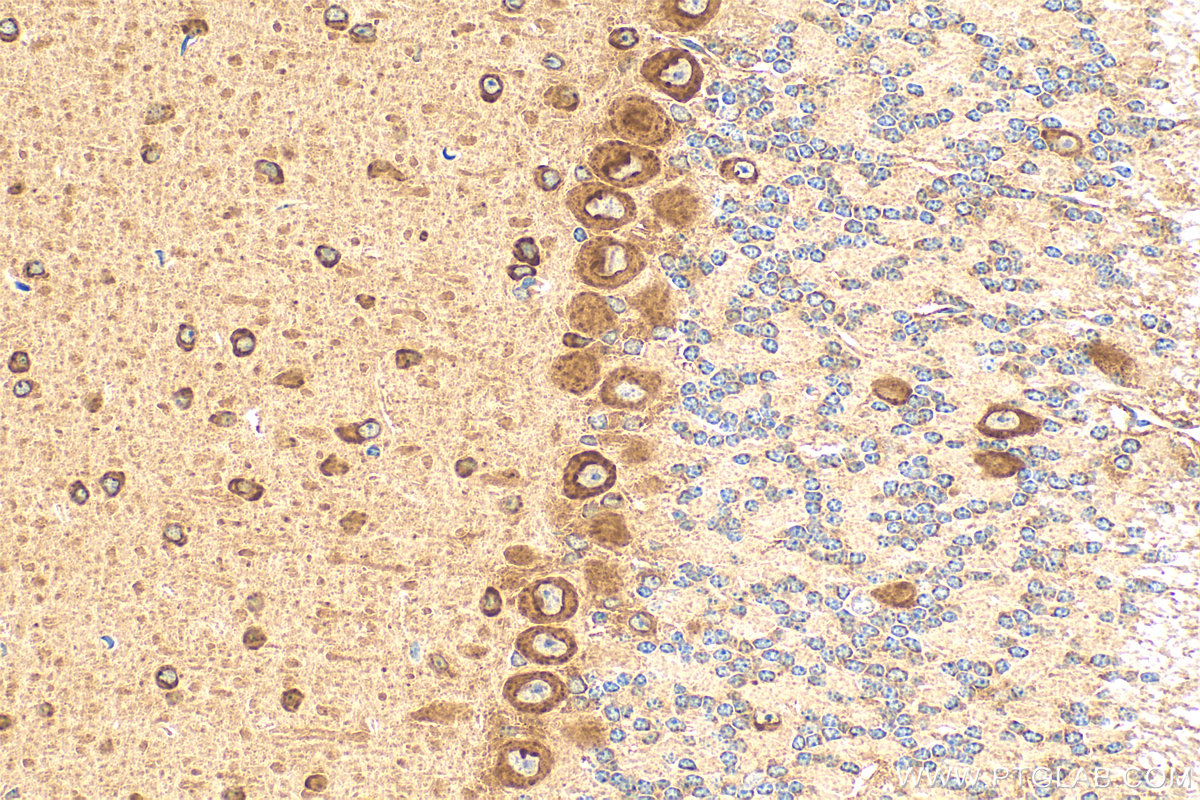 IHC staining of mouse cerebellum using 83418-4-RR (same clone as 83418-4-PBS)