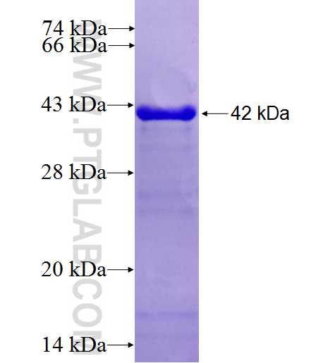 KIBRA fusion protein Ag27187 SDS-PAGE