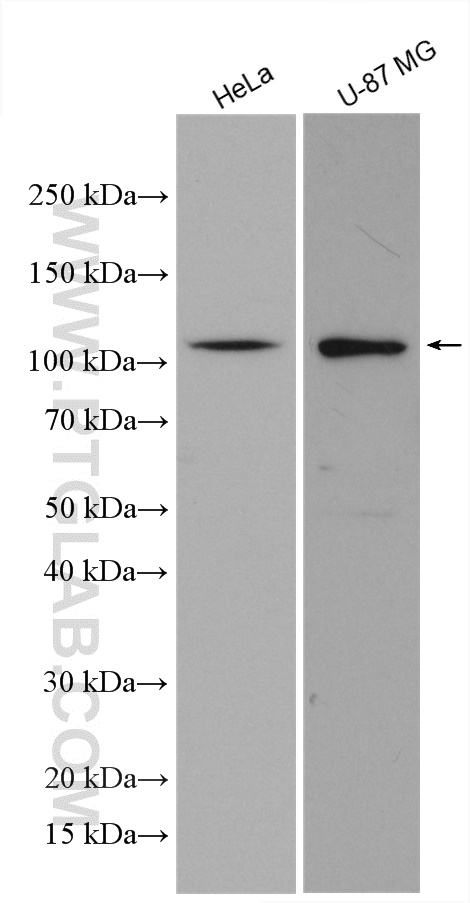 KIF23