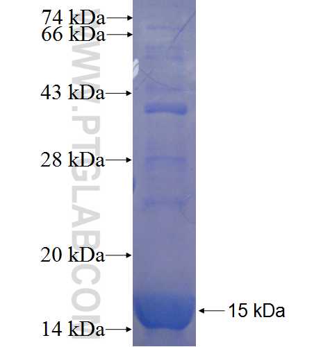 KIF26A fusion protein Ag23893 SDS-PAGE