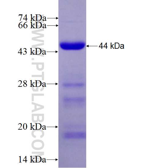 KIF2B fusion protein Ag28069 SDS-PAGE