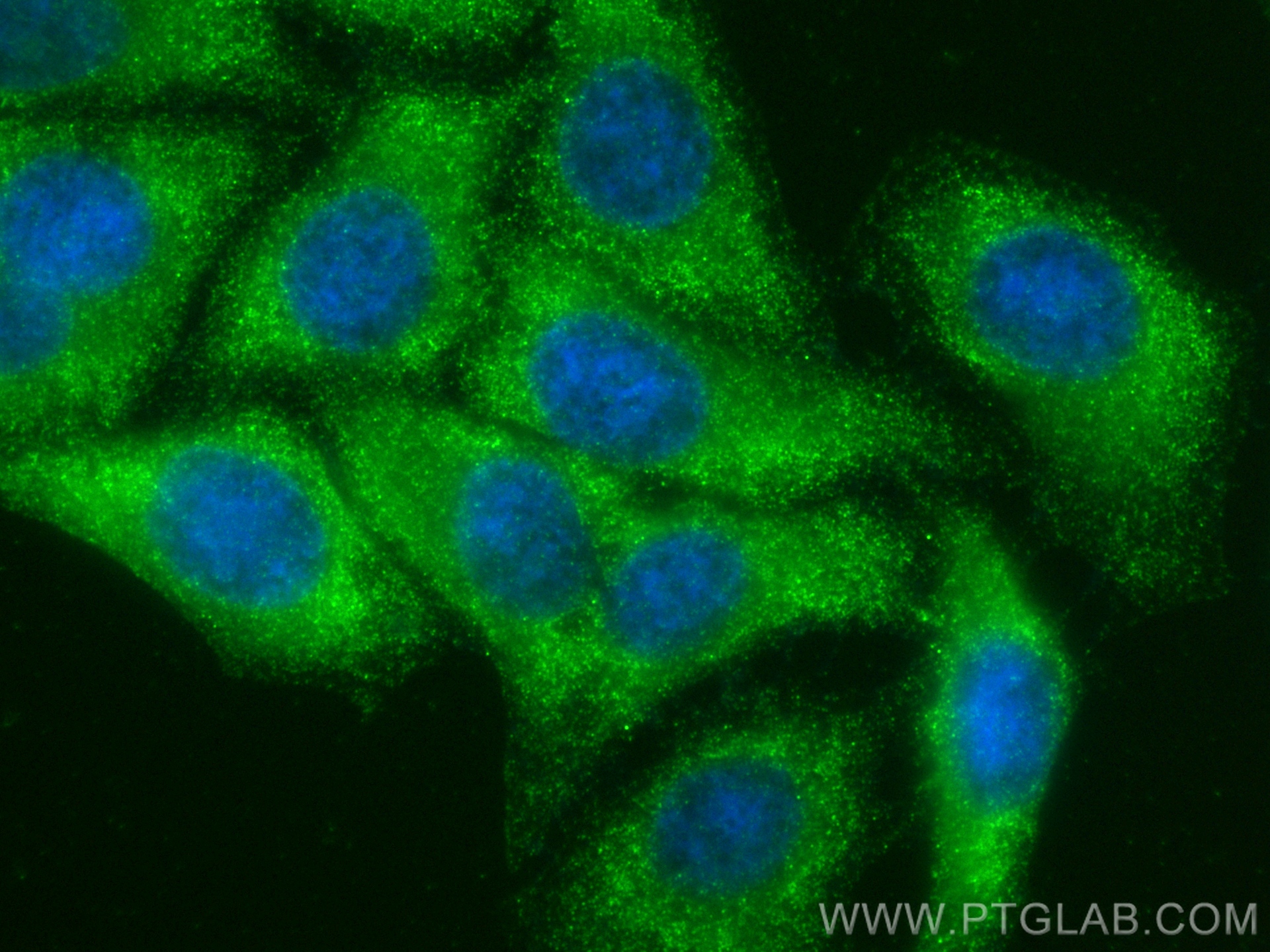 IF Staining of HepG2 using 82485-1-RR