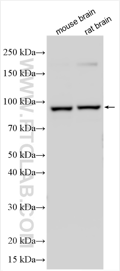 WB analysis of mouse brain using 27470-1-AP