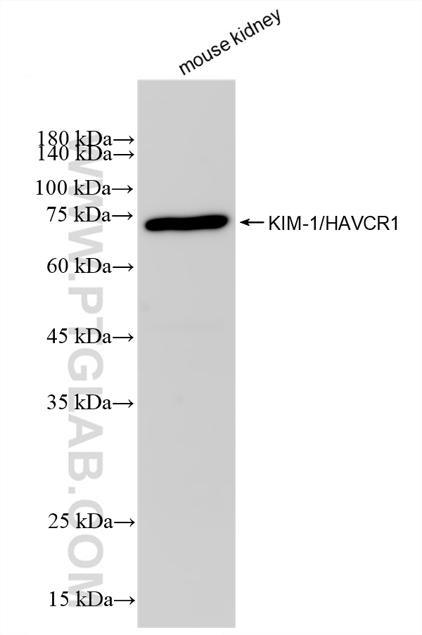 WB analysis using 83221-2-RR