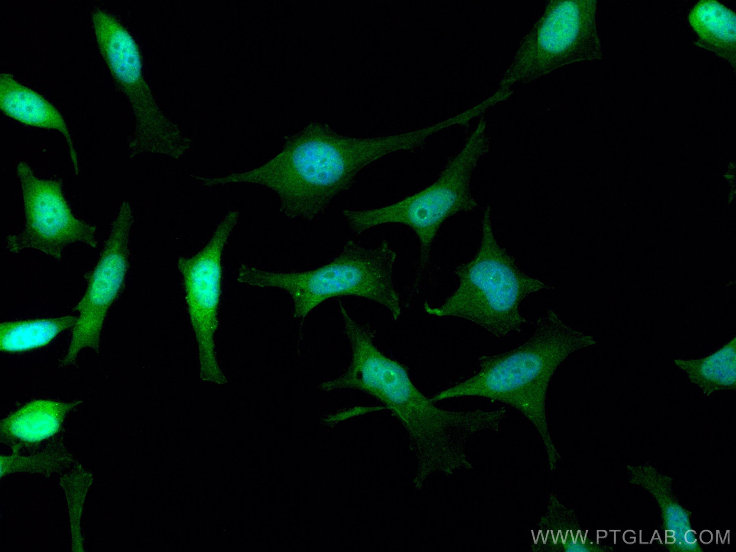 IF Staining of HeLa using CL488-12313