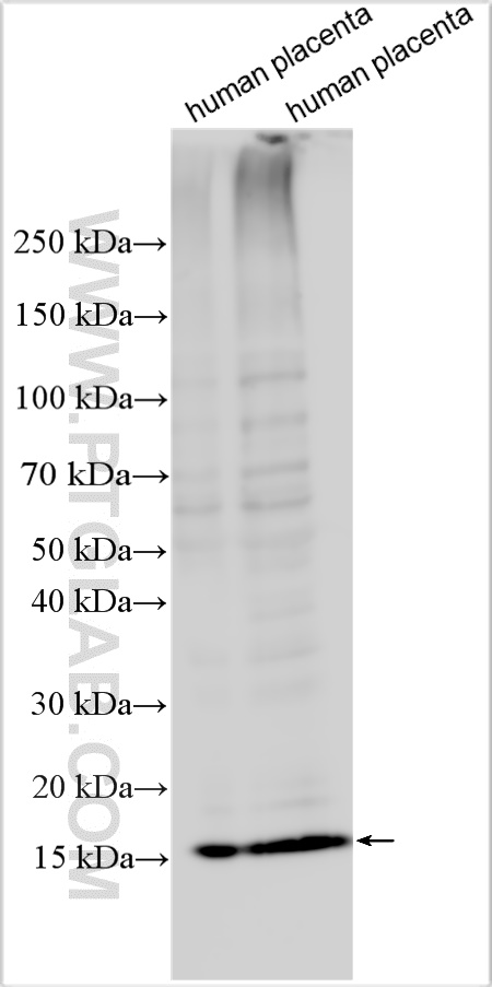 WB analysis using 18375-1-AP