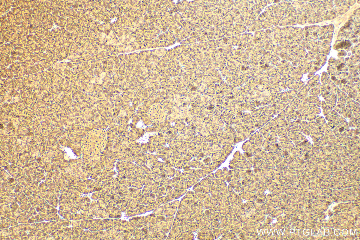 IHC staining of mouse pancreas using 29709-1-AP